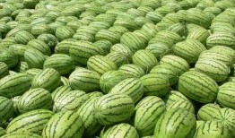 热门大瓜有哪些,揭秘明星幕后故事